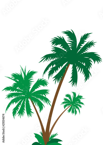 palm tree isolated