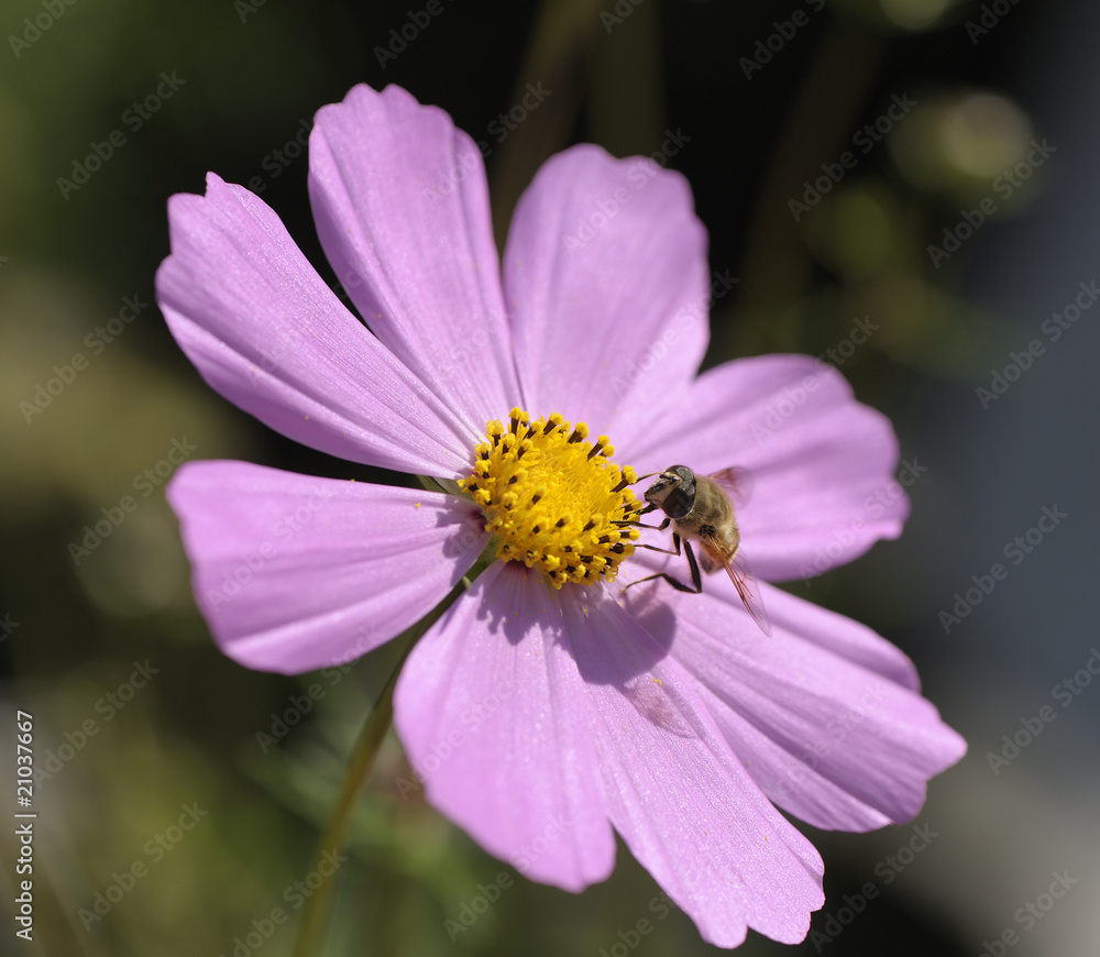 Fototapeta premium flower