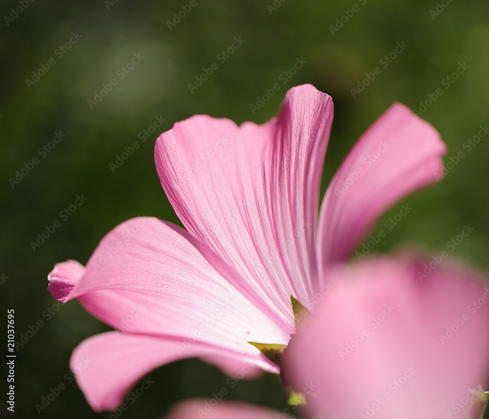 pink flower pink flower