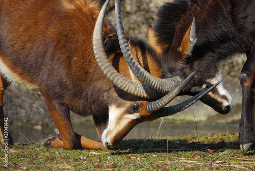 Rappenantilope photo