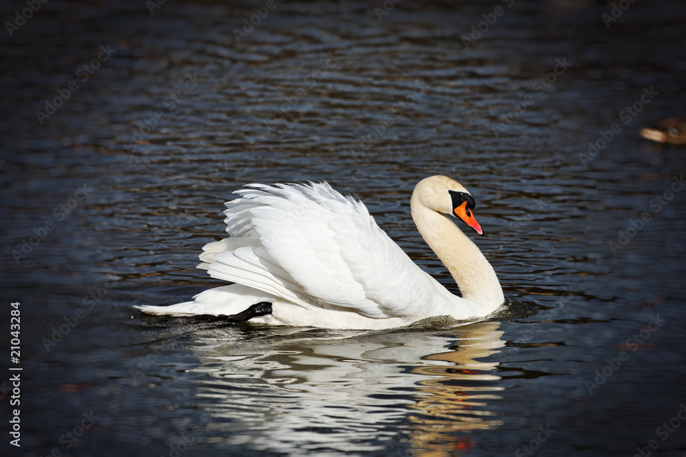 Fototapeta premium Graceful swan