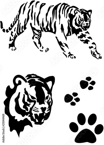tigre (ID: 21044468)