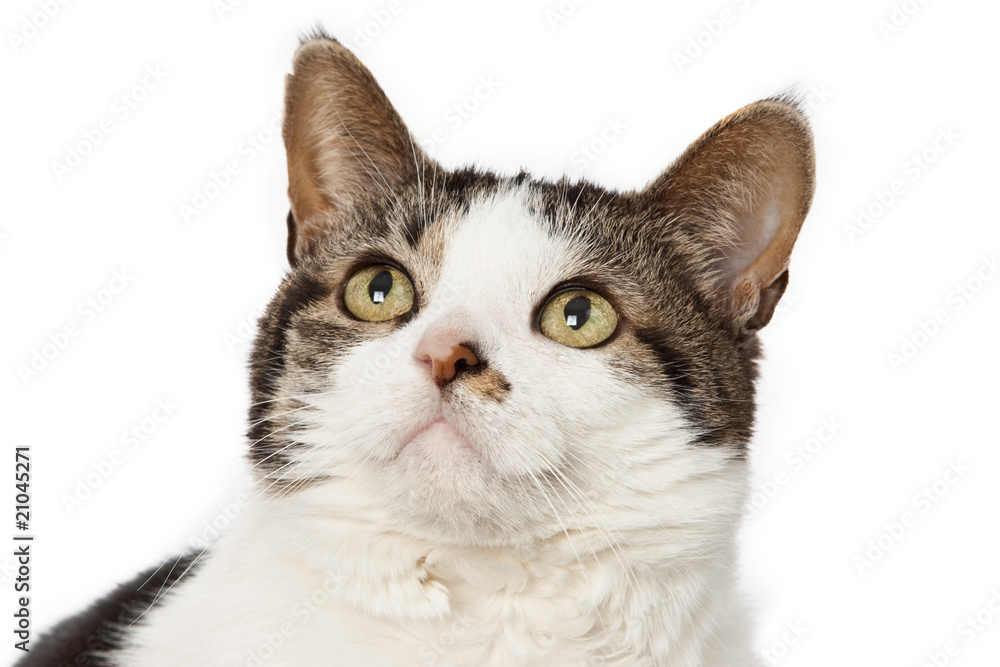 An alert cat An alert cat