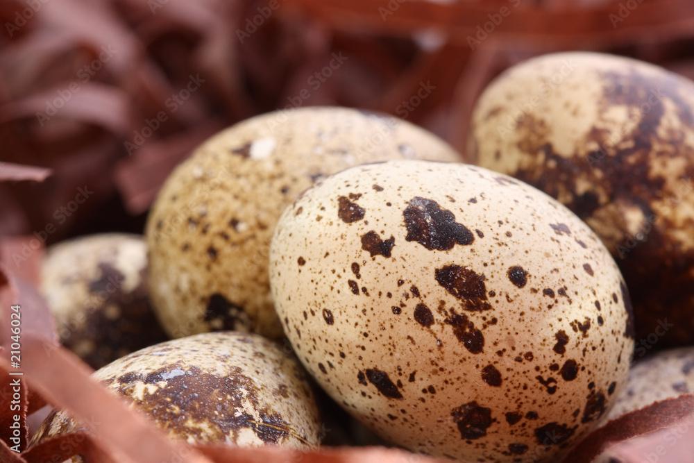 quail's egg quail's egg