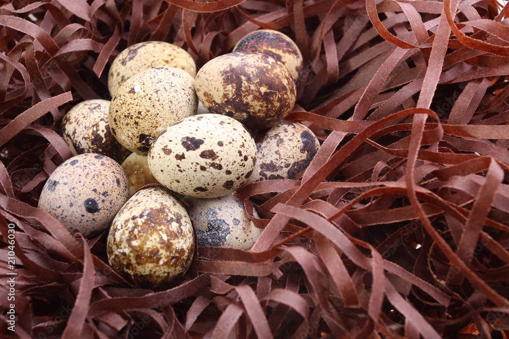 Obraz premium quail's egg