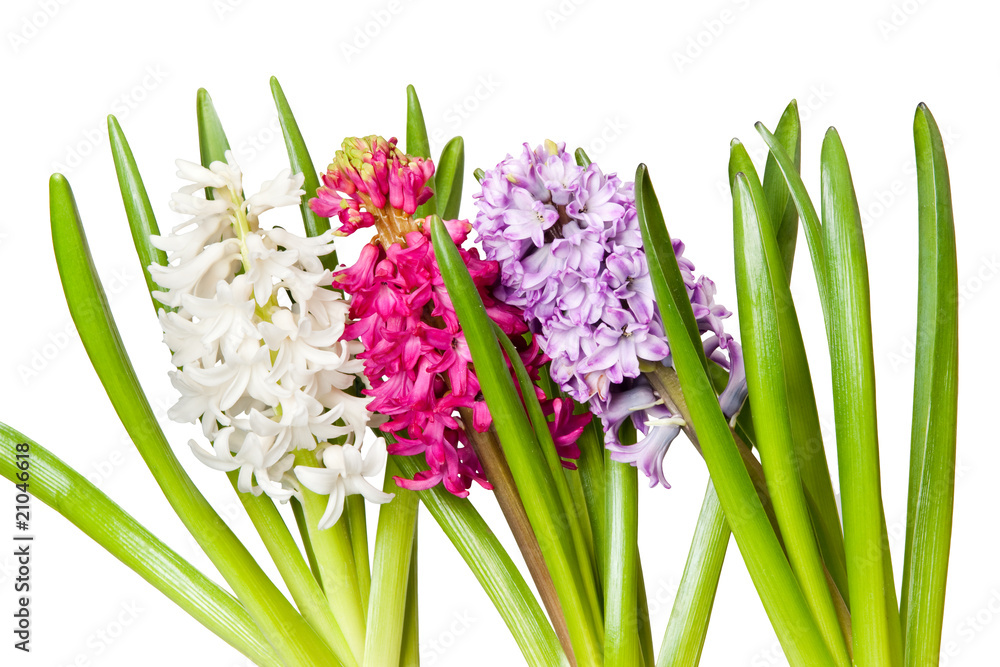Fototapeta premium hyacinth