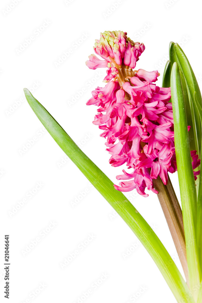 Obraz premium hyacinth