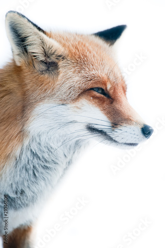 Fotografie red fox (lat. vulpes vulpes)