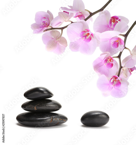 black stones and pink orchid flower