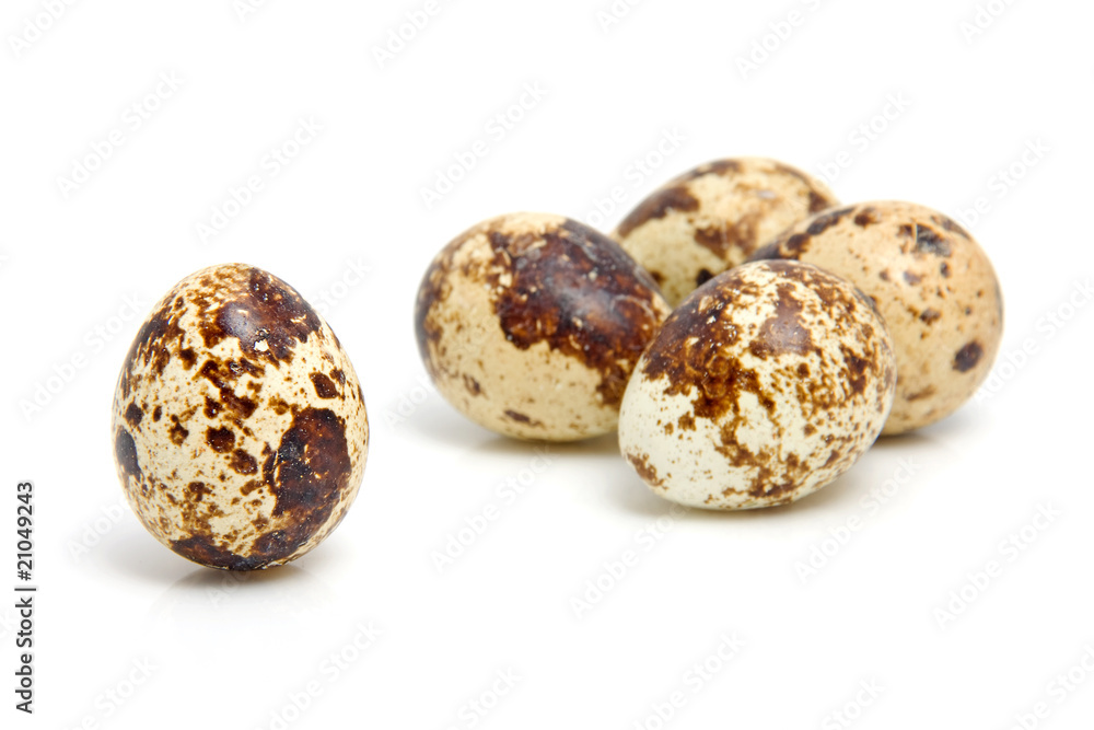 Some eggs from peewit bird over white background Some eggs from peewit bird over white background