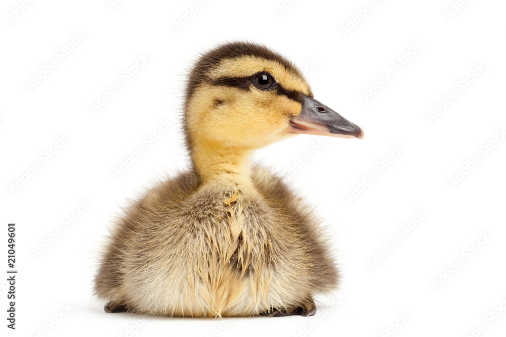 duck isolated on white duck isolated on white