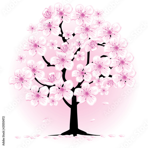 blossom cherry tree