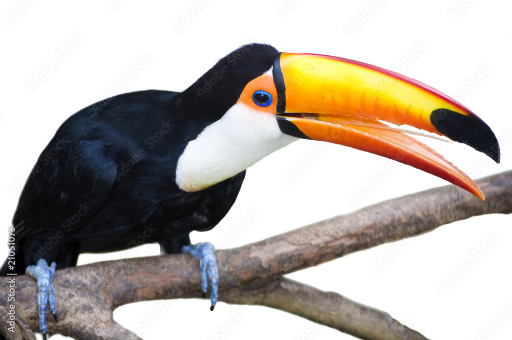 Naklejka premium Toucan