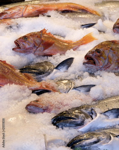 Wallpaper Mural Fresh fish Torontodigital.ca