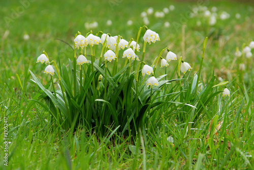 Märzenbecher - wild daffodil 15 photo