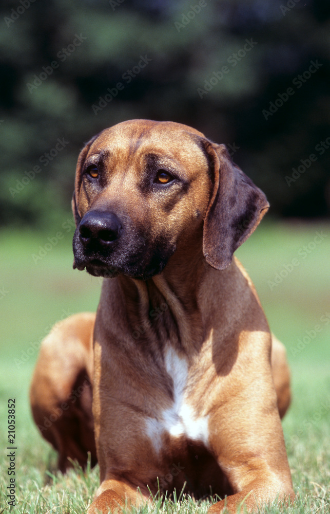 Rhodesian Ridgeback allongé dans l'herbe Rhodesian Ridgeback allongé dans l'herbe