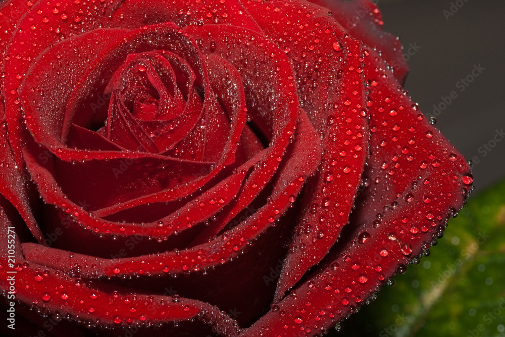 Rose mit Tropfen Rose mit Tropfen
