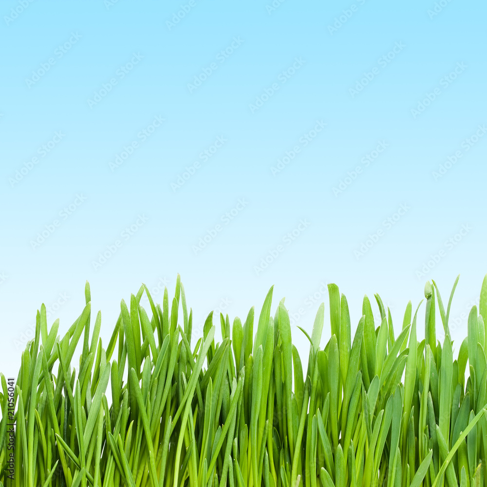 Fototapeta premium Grass