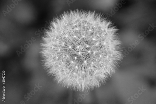 Pusteblume als Symbol für ie Vergänglichkeit S/W © rolafoto