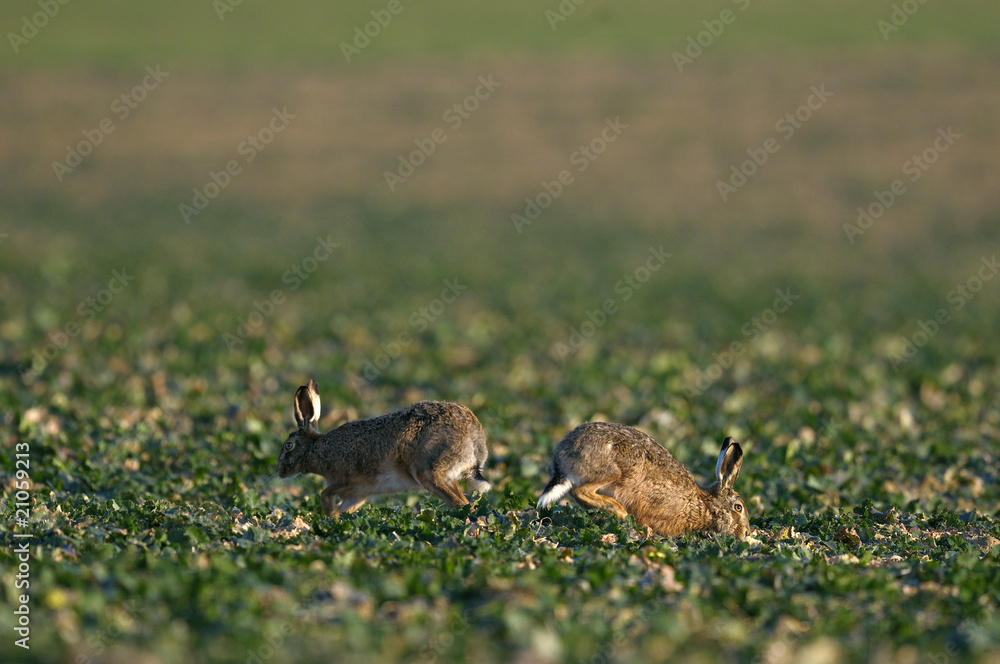 Fototapeta premium printemps