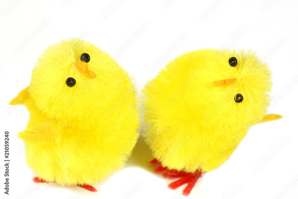 Yellow chicks isolated