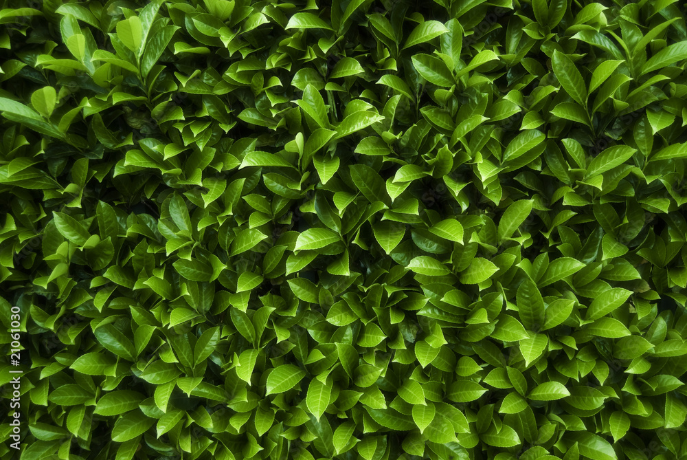 Green Leaves Background 2 Green Leaves Background 2