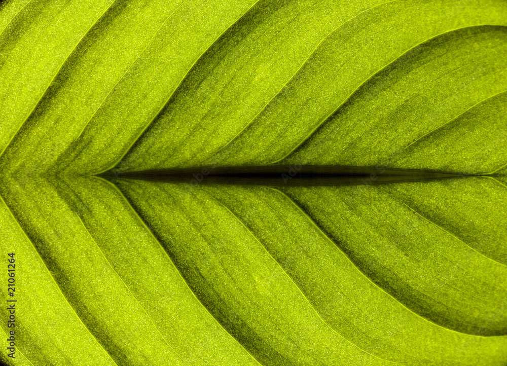Leaf texture Leaf texture