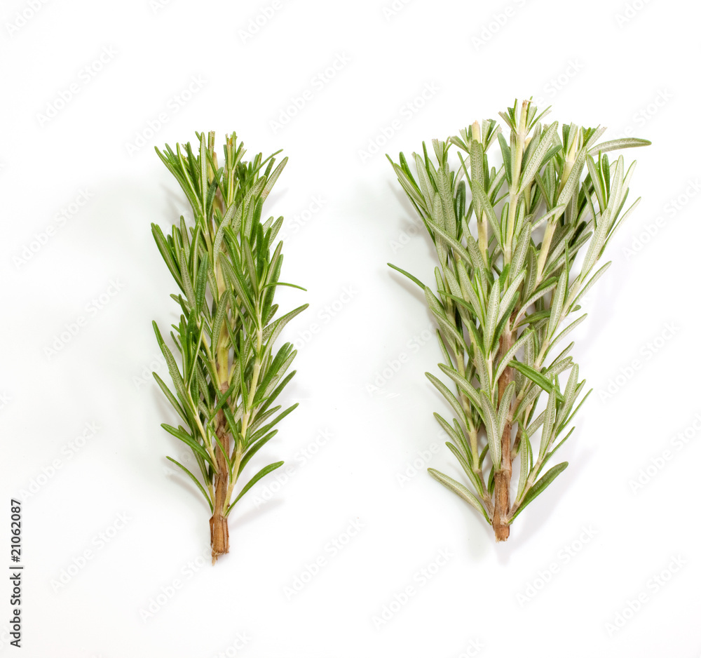 Fototapeta premium Rosmarino