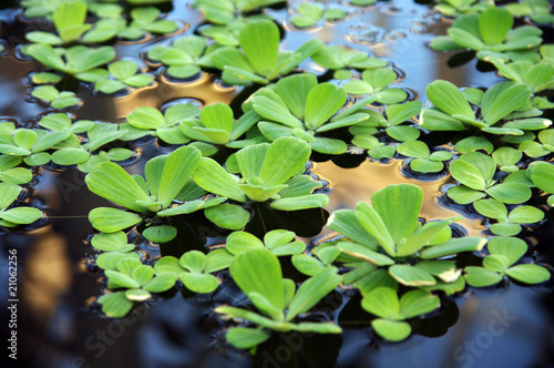 Aquatic plants