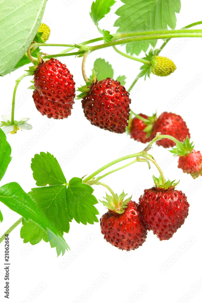 Wild strawberries. Wild strawberries.