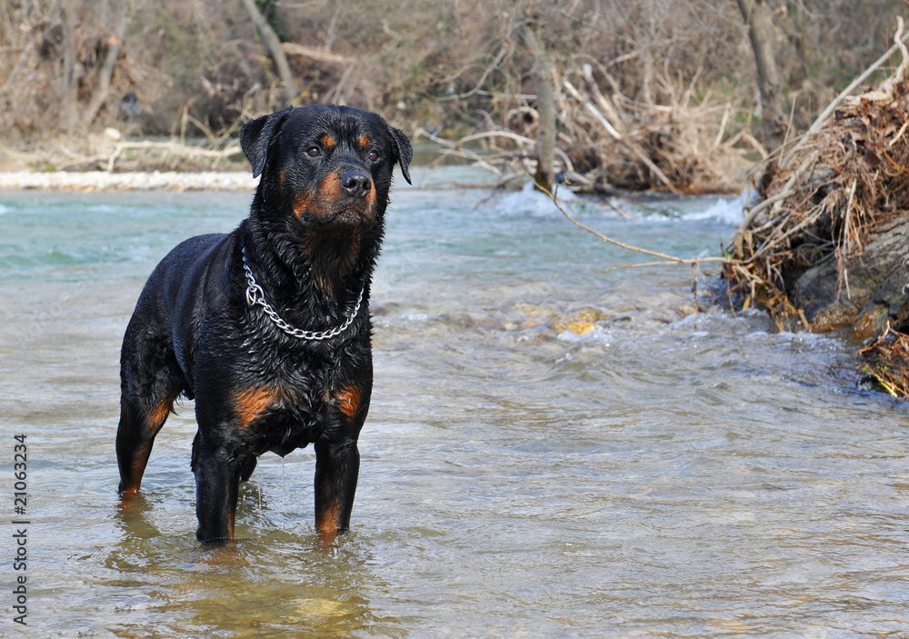 rottweiler en riviere rottweiler en riviere