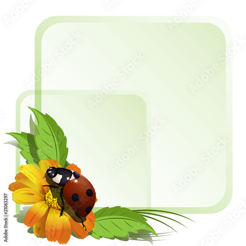 Ladybird and flowers