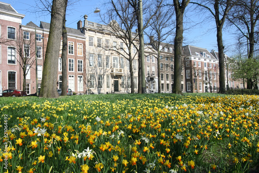 Spring Flowers in The Hague