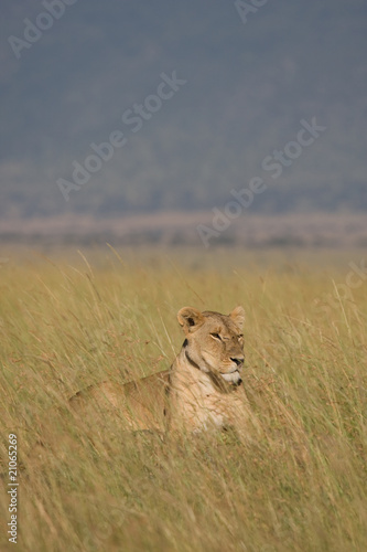 Leonessa nella savana del Masai Mara