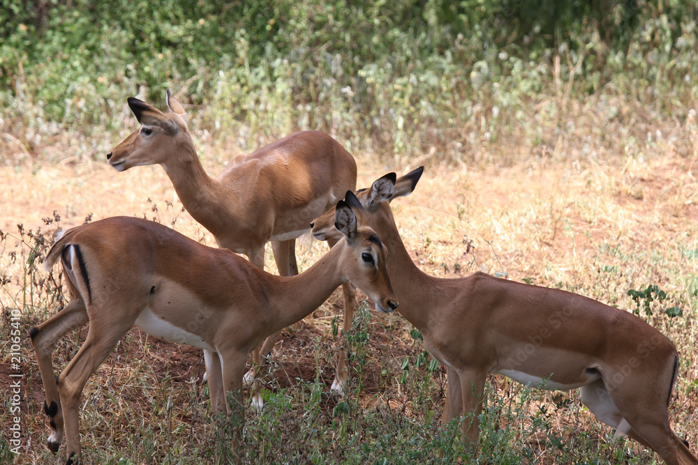 Fototapeta premium Gazzelle di Grant