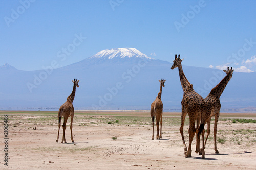 Giraffe sullo sfondo del Kilimanjiaro Amboseli