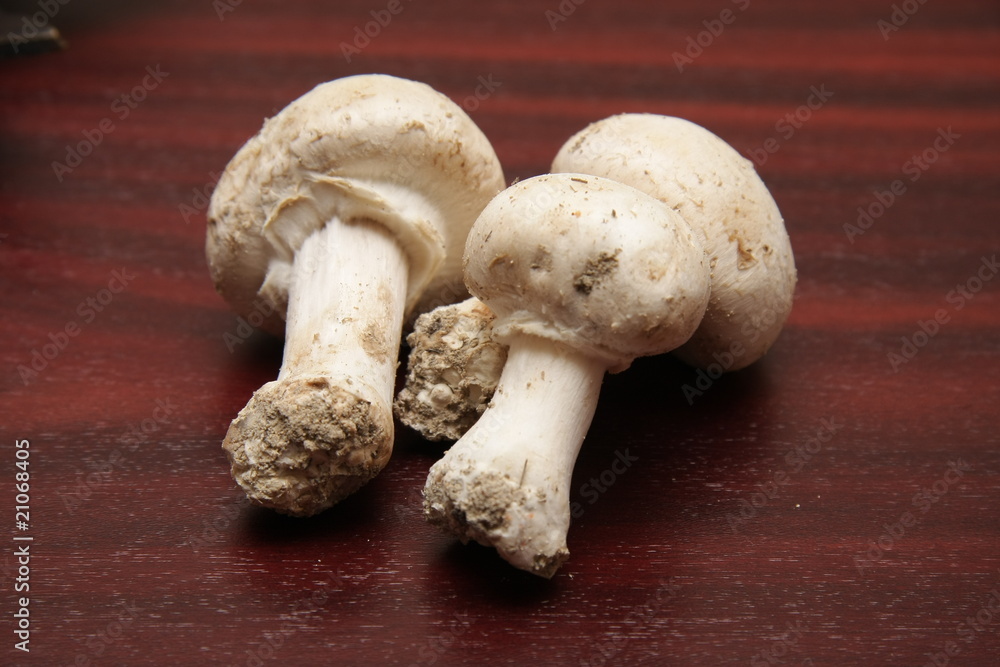 champignons de paris champignons de paris