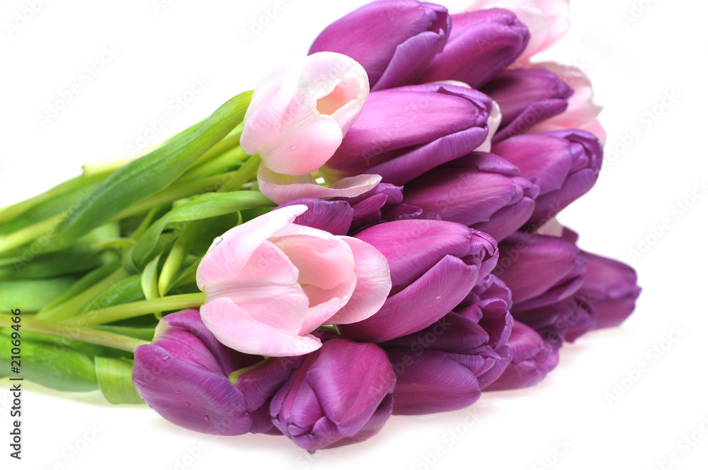 tulips tulips