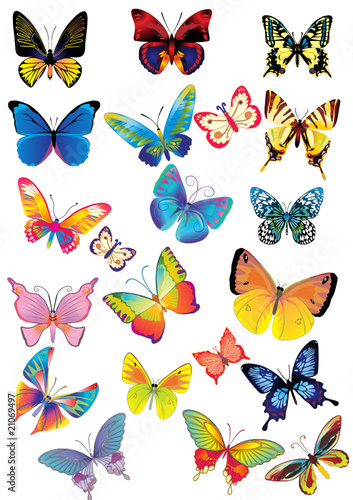 different multicolored butterflies - vector