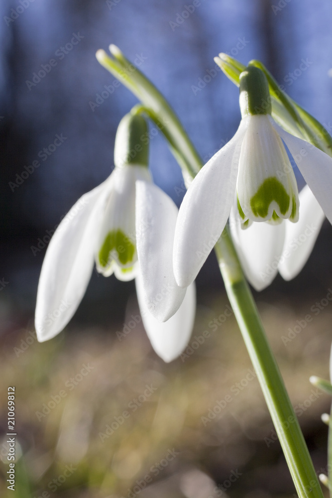 Schneeglöckchen