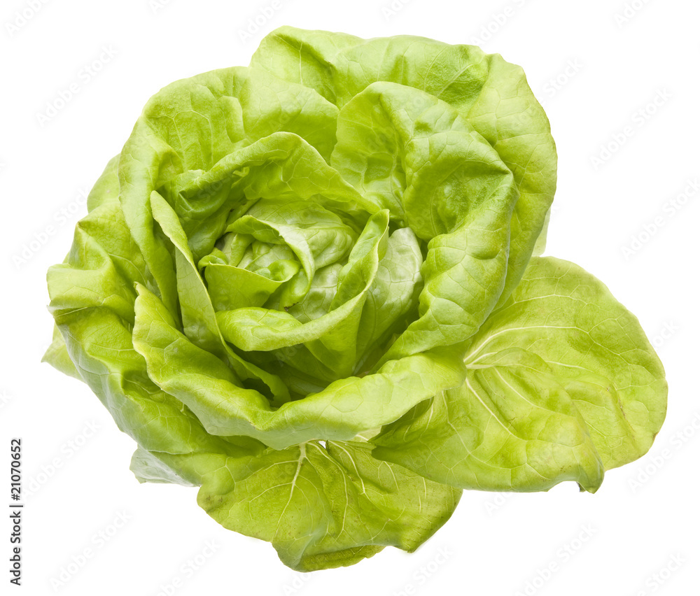 Hydroponic Bibb Lettuce Hydroponic Bibb Lettuce