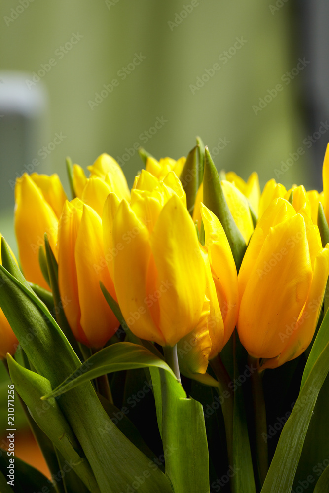 Naklejka premium Yellow tulips