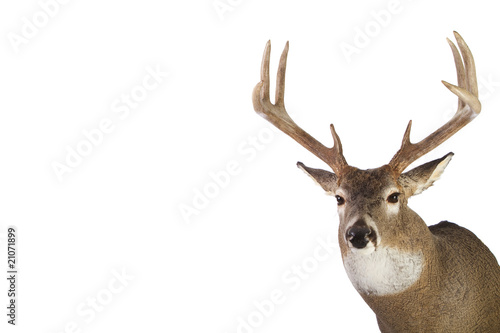 Large whitetail buck isolated on white background