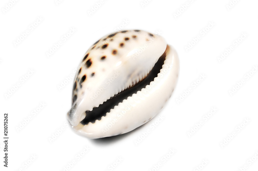 seashel seashel