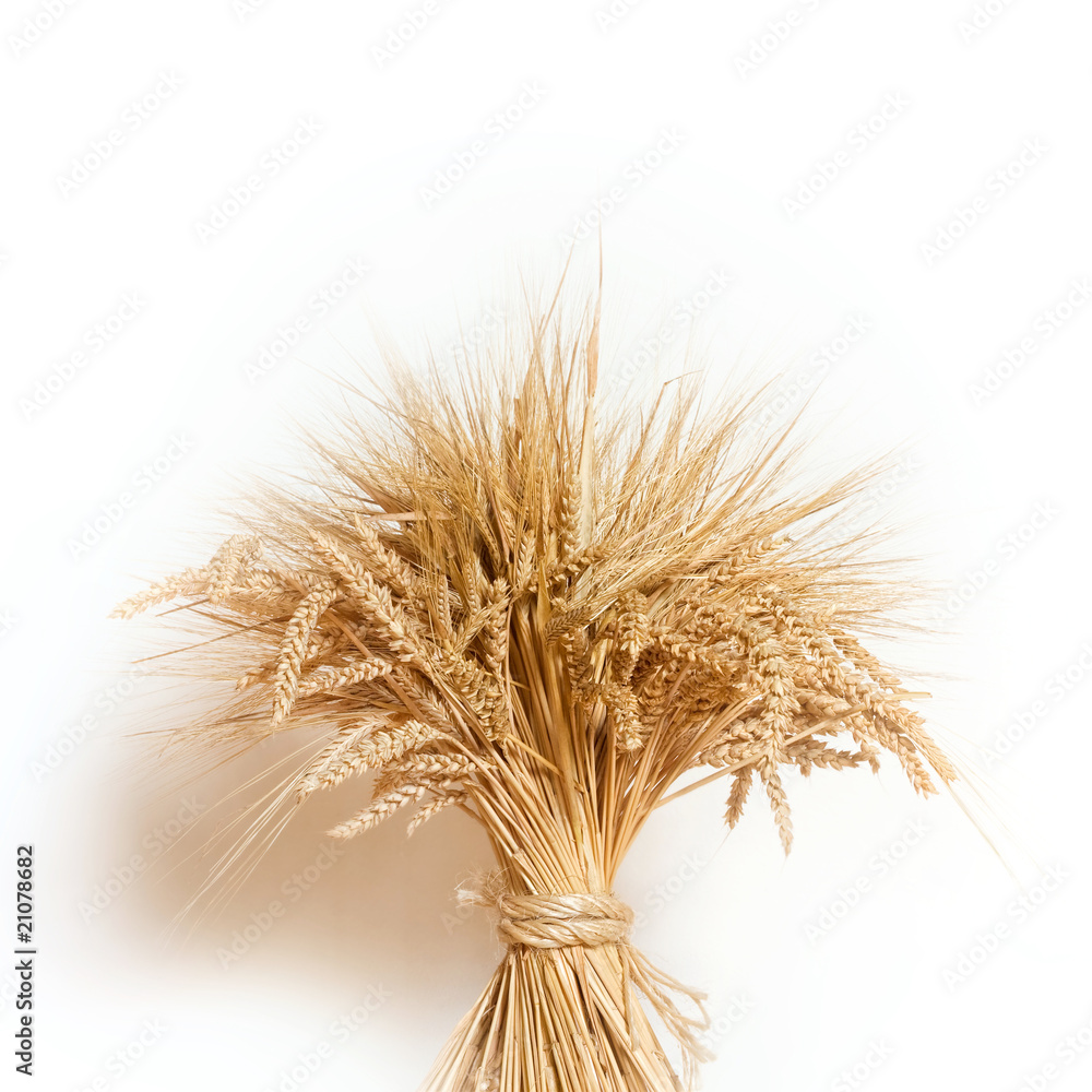 Fototapeta premium Gold corn on white background
