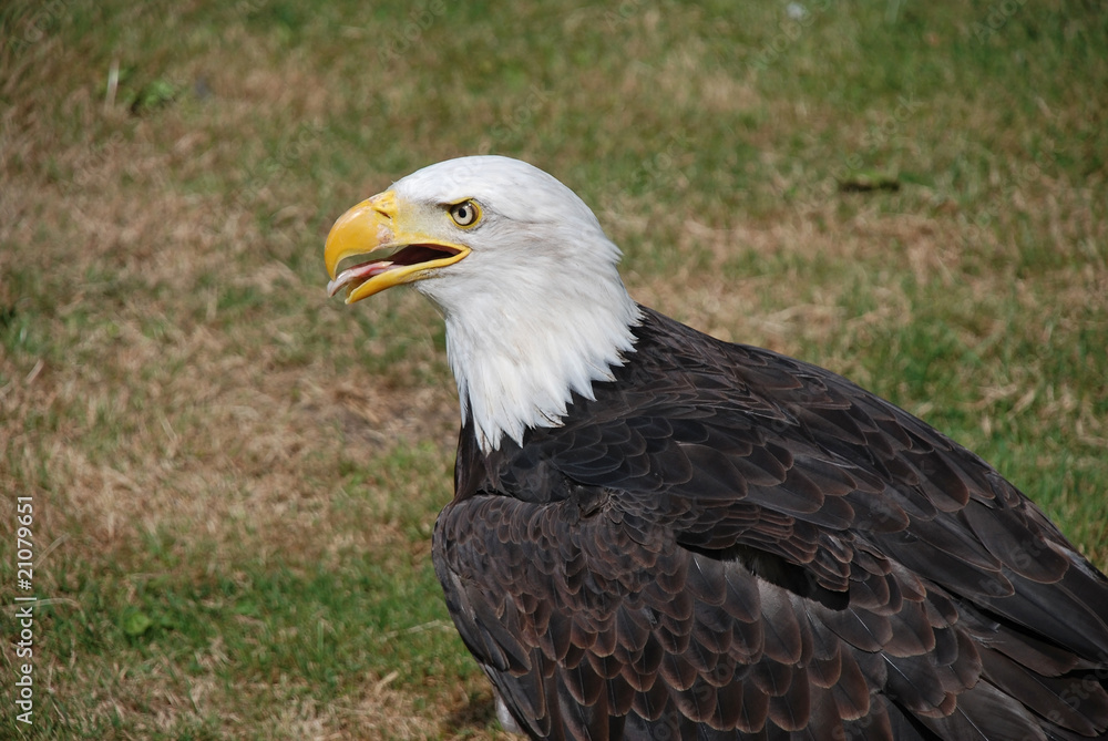 american bald eagle with open beak on a hot day american bald eagle with open beak on a hot day