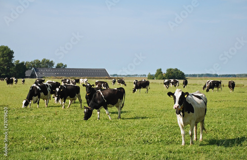 curious milker cow in herd  in a dutch meadow on reclaimed land