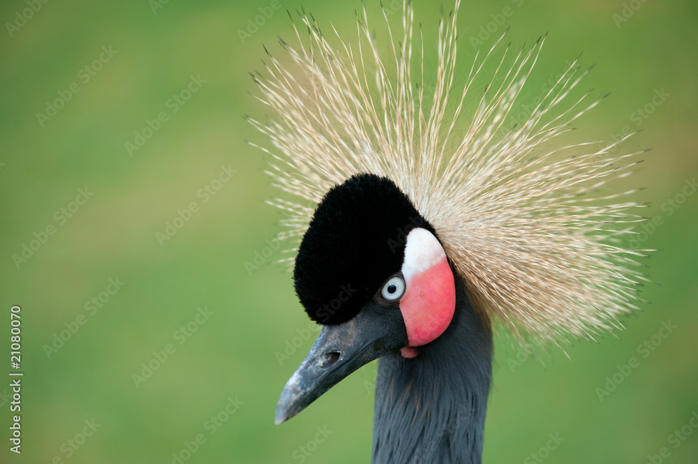 Fototapeta premium Grey Crowned Crane