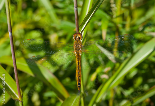 Dragonfly on grass 4