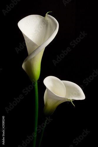 A couple of white Calla lily on a black background